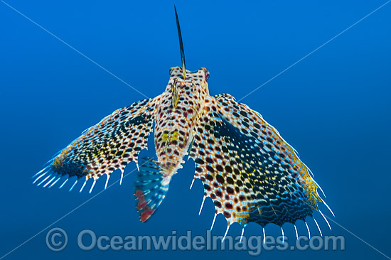 Flying Gurnard with fins extended photo