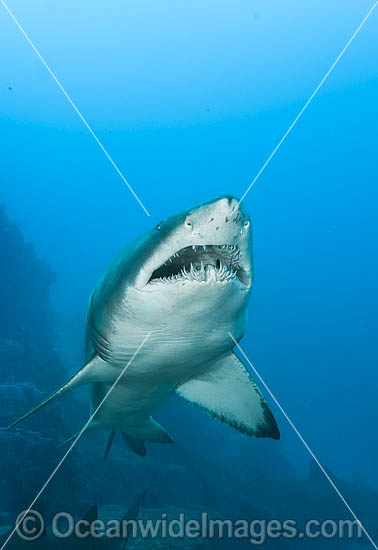 Ragged-tooth Shark photo