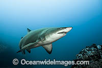 Ragged-tooth Shark Photo - Gary Bell