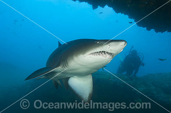 Sand Tiger Shark photo