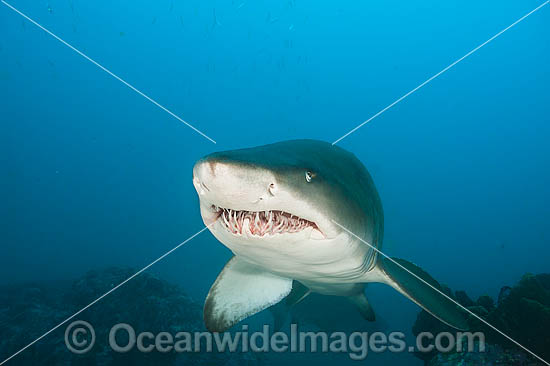 Grey Nurse or Sand Tiger Shark photo