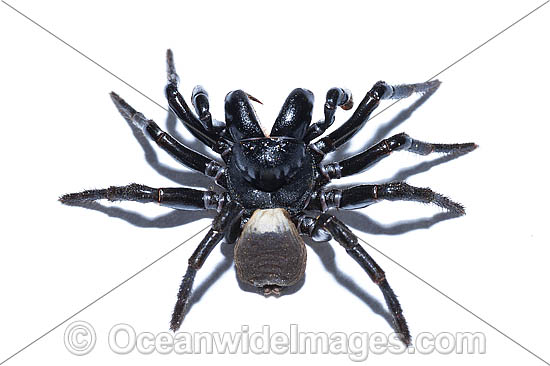 White-backed Mouse Spider (Missulena bradleyi), male. Whilst this species is venomous, venom is not always delivered during a bite and major symptoms may not occur. However, this is a dangerous species. Photo was taken at Coffs Harbour, NSW, Australia. Photo - Gary Bell White-backed Mouse Spider (Missulena bradleyi), male. Whilst this species is venomous, venom is not always delivered during a bite and major symptoms may not occur. However, this is a dangerous species. Photo was taken at Coffs Harbour, NSW, Australia. Photo - Gary Bell