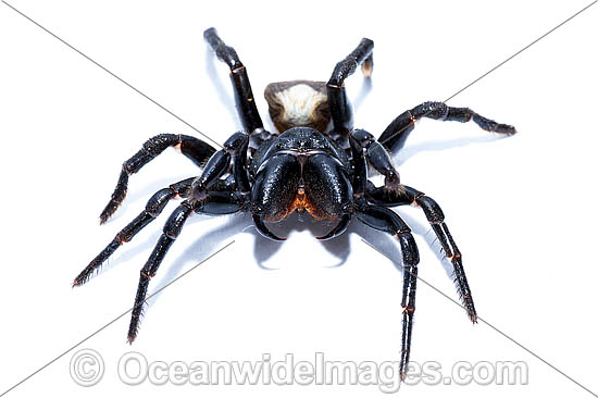 White-backed Mouse Spider photo