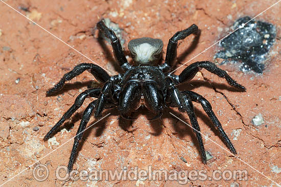 White-backed Mouse Spider photo