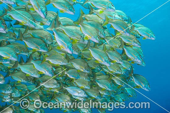 Schooling Tarwhine (Rhabdosargus sarba). Also known as Silver Bream. Found along the east coast of Australia. Photo taken at the Solitary Islands, Coffs Harbour, New South Wales, Australia. Photo - Gary Bell