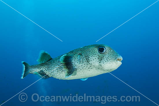 Starry Pufferfish Arothron stellatus photo Starry Pufferfish Arothron stellatus photo