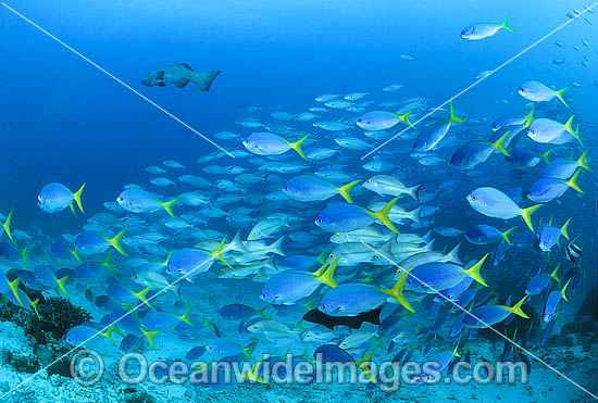 Fusilier and Snapper Great Barrier Reef photo Fusilier and Snapper Great Barrier Reef photo