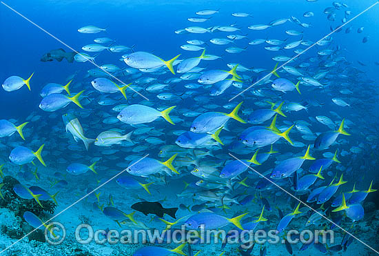 Fusilier and Snapper Great Barrier Reef photo Fusilier and Snapper Great Barrier Reef photo