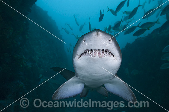 Grey Nurse Shark Australia photo