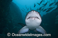 Grey Nurse Shark Australia Photo - Gary Bell