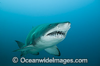 Grey Nurse Shark Solitary Islands Photo - Gary Bell