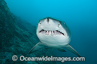 Grey Nurse Shark Australia Photo - Gary Bell