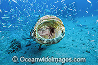 Atlantic Goliath Grouper with Baitfish Photo - MIchael Patrick O'Neill