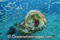 Atlantic Goliath Grouper with Baitfish Photo - MIchael Patrick O'Neill