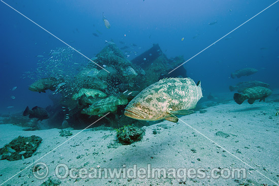 Goliath Grouper with Baitfish photo