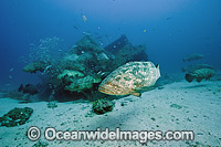 Goliath Grouper with Baitfish Photo - MIchael Patrick O'Neill