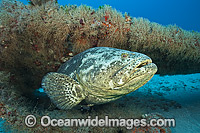 Atlantic Goliath Grouper on Shipwreck Photo - MIchael Patrick O'Neill