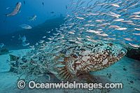 Goliath Grouper with Baitfish Photo - MIchael Patrick O'Neill