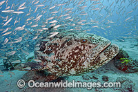 Atlantic Goliath Grouper with Baitfish Photo - MIchael Patrick O'Neill