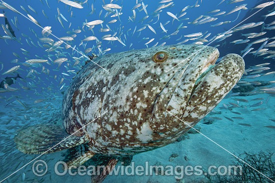 Atlantic Goliath Grouper with Baitfish photo