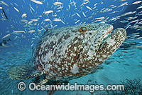 Atlantic Goliath Grouper with Baitfish Photo - MIchael Patrick O'Neill