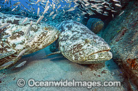 Atlantic Goliath Grouper and Cigar Minnows Photo - MIchael Patrick O'Neill