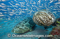 Atlantic Goliath Grouper with Baitfish Photo - MIchael Patrick O'Neill