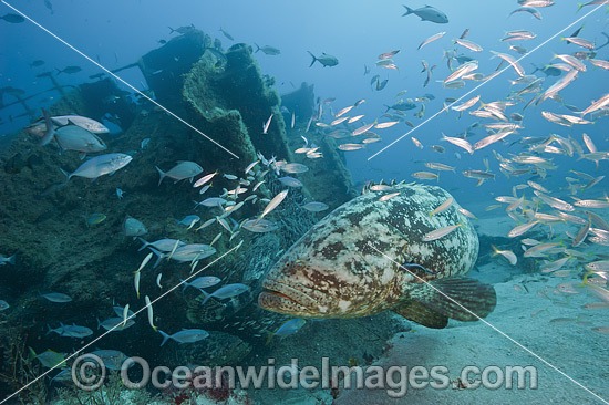 Atlantic Goliath Grouper on Shipwreck photo
