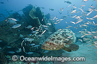 Atlantic Goliath Grouper on Shipwreck Photo - MIchael Patrick O'Neill