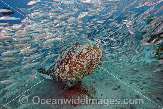 Goliath Grouper Palm Beach photo