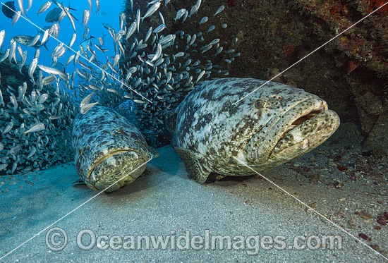 Atlantic Goliath Grouper Florida photo