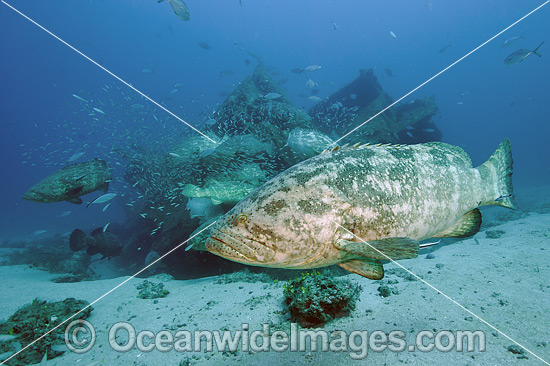 Atlantic Goliath Grouper on Zion Shipwreck photo