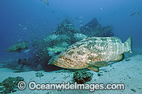 Atlantic Goliath Grouper on Zion Shipwreck Photo - MIchael Patrick O'Neill