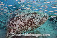 Goliath Grouper with Baitfish Photo - MIchael Patrick O'Neill