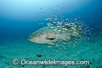 Atlantic Goliath Grouper with Baitfish Photo - MIchael Patrick O'Neill