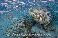 Atlantic Goliath Grouper with Baitfish Photo - MIchael Patrick O'Neill