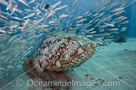 Goliath Grouper Palm Beach photo