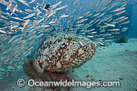 Goliath Grouper Palm Beach Photo - MIchael Patrick O'Neill