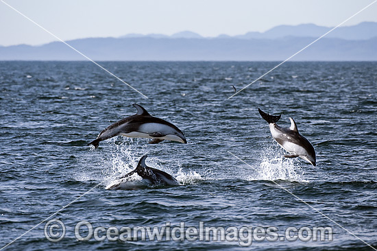 Pacific White-sided Dolphins photo Pacific White-sided Dolphins photo