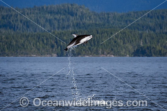 Pacific White-sided Dolphin breaching photo