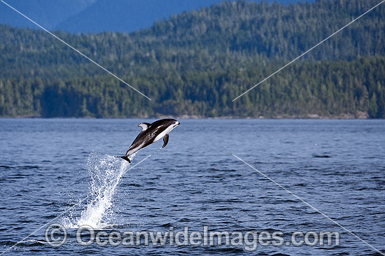 Pacific White-sided Dolphin breaching photo Pacific White-sided Dolphin breaching photo