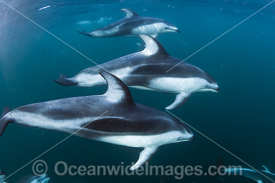 Pacific White-sided Dolphin underwater photo