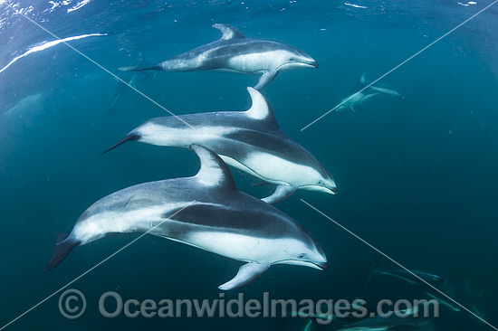 Pacific White-sided Dolphin pod underwater photo