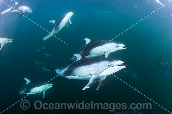 Pacific White-sided Dolphin pod underwater photo Pacific White-sided Dolphin pod underwater photo