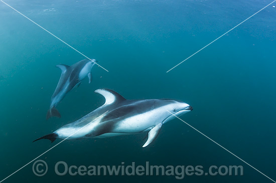 Pacific White-sided Dolphin underwater photo