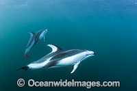 Pacific White-sided Dolphin underwater Photo - Michael Patrick O'Neill