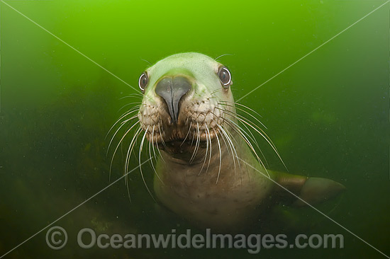 Steller Sea Lion (Eumetopias jubatus), underwater. Also known as Northern Sea Lion and Stellar Sea Lion. Photo taken at an island north of Vancouver Island, British Columbia, Canada. Classified as Endangered Species on the IUCN Red List. Steller Sea Lion (Eumetopias jubatus), underwater. Also known as Northern Sea Lion and Stellar Sea Lion. Photo taken at an island north of Vancouver Island, British Columbia, Canada. Classified as Endangered Species on the IUCN Red List.