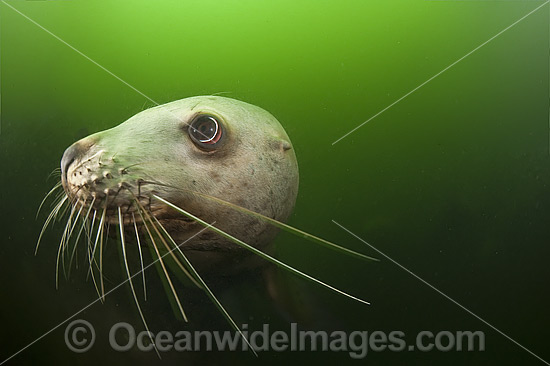 Steller Sea Lion underwater photo