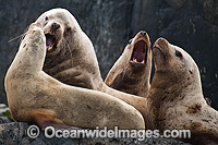 Steller Sea Lions Photo - Michael Patrick O'Neill
