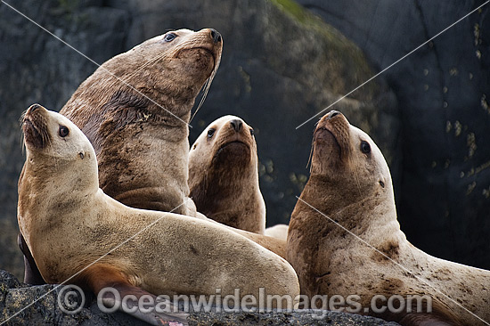 Steller Sea Lions (Eumetopias jubatus). Also known as Northern Sea Lion and Stellar Sea Lion. Photo taken at an island north of Vancouver Island, British Columbia, Canada. Classified as Endangered Species on the IUCN Red List. Photo - Michael Patrick O'Neill Steller Sea Lions (Eumetopias jubatus). Also known as Northern Sea Lion and Stellar Sea Lion. Photo taken at an island north of Vancouver Island, British Columbia, Canada. Classified as Endangered Species on the IUCN Red List. Photo - Michael Patrick O'Neill